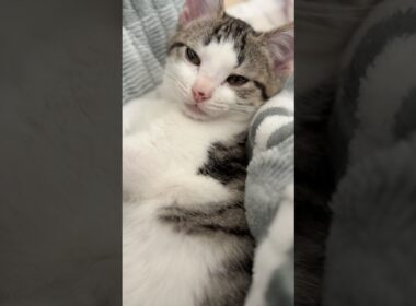 寝起きの子猫 #子猫 #こねこ#かわいい猫 #猫の鳴き声