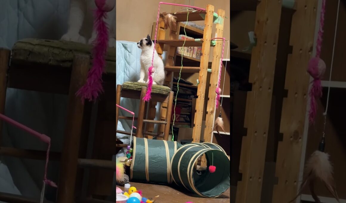 シャムの子ねこパンダ「DIYキャットタワー、少し位置を変えたね」