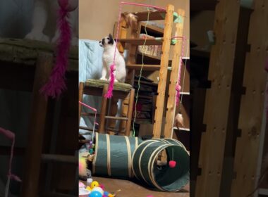 シャムの子ねこパンダ「DIYキャットタワー、少し位置を変えたね」