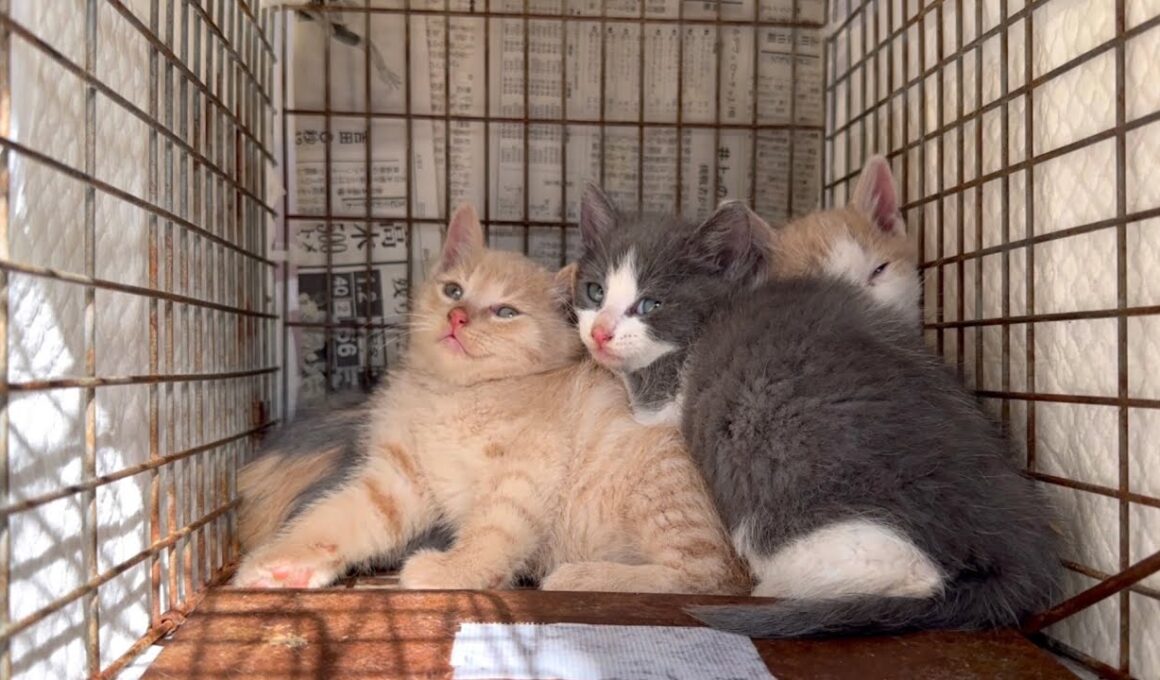 あの母猫がまた子猫を連れて来ました。