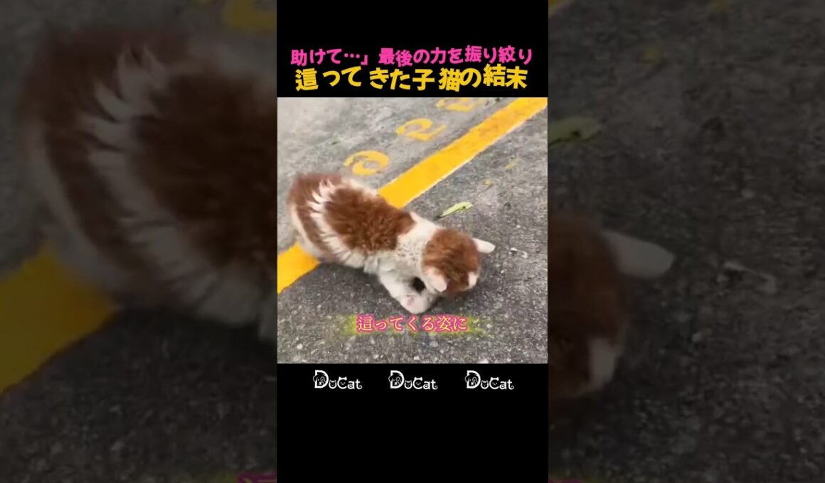 「助けて…」最後の力を振り絞り這ってきた子猫の結末 #感動 #奇跡 #救出