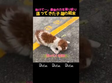 「助けて…」最後の力を振り絞り這ってきた子猫の結末 #感動 #奇跡 #救出