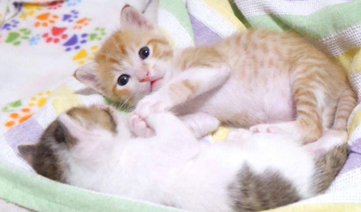 手を取り合って寝る仲良し過ぎる子猫たちがかわいい【赤ちゃん猫　保護猫】