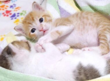手を取り合って寝る仲良し過ぎる子猫たちがかわいい【赤ちゃん猫　保護猫】