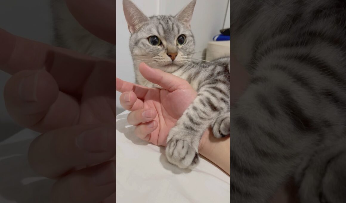 猫の巻きつき攻撃強すぎる...笑 #cat #猫