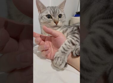 猫の巻きつき攻撃強すぎる...笑 #cat #猫