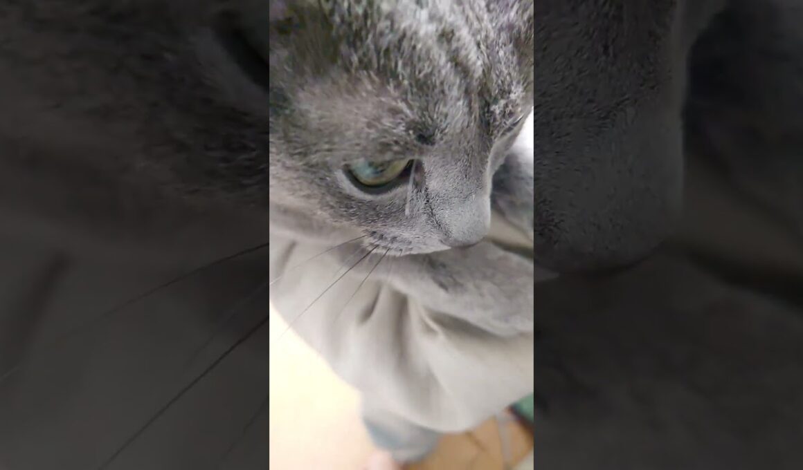 【猫動画】なんとしても肩に乗りたいロシアンブルー【Russian blue】#shorts  Russian Blue that I want to ride on my shoulder