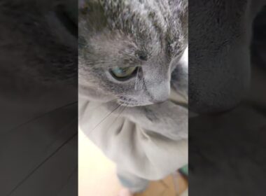 【猫動画】なんとしても肩に乗りたいロシアンブルー【Russian blue】#shorts  Russian Blue that I want to ride on my shoulder