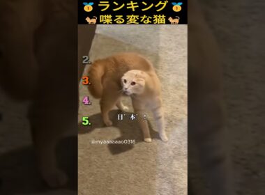 喋る変な猫のランキング/cats that speak Japanese #funny  #猫動画 #catshort #喋る猫 #爆笑 #talkingcat