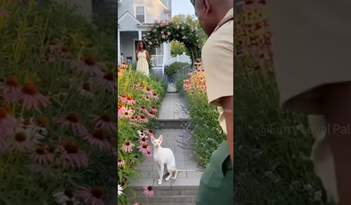 😺 🐈 Cornish Rex talks to Marine Dad! #cat