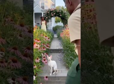 😺 🐈 Cornish Rex talks to Marine Dad! #cat