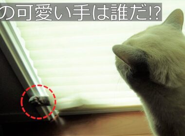 【レア寝相】【ロシアンブルー×トンキニーズ】肉球好きにはたまらない（＃59）