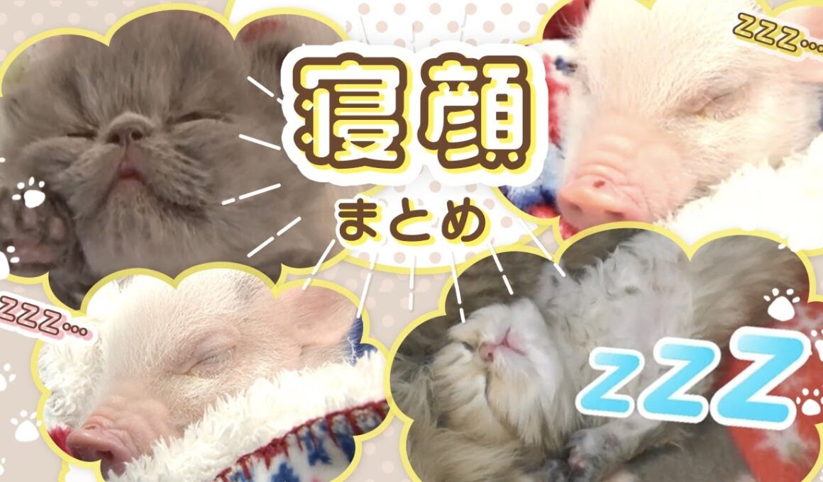 【寝顔まとめ】 #ペルシャ #メインクーン #マイクロミニブタ #フェレット … どうぶつのかわいい「寝顔」集めました🐱🐷💤