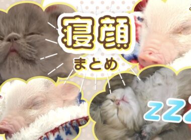 【寝顔まとめ】 #ペルシャ #メインクーン #マイクロミニブタ #フェレット … どうぶつのかわいい「寝顔」集めました🐱🐷💤