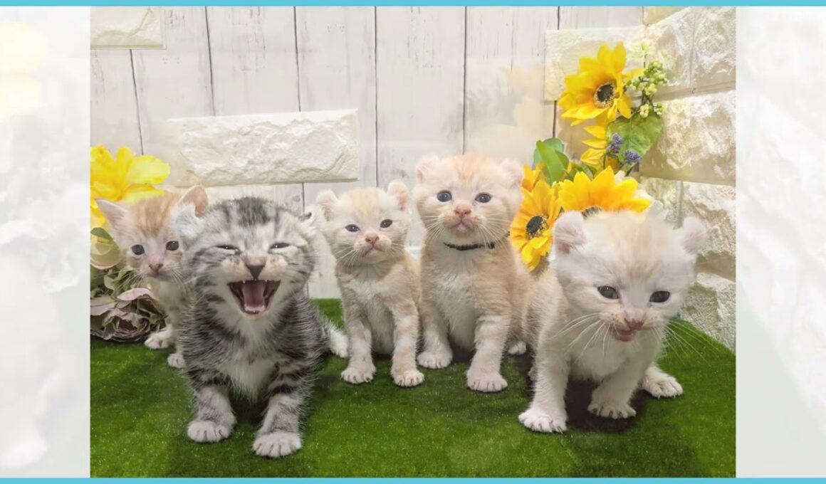 Coo&RIKU　No.00740131 アメリカンカール