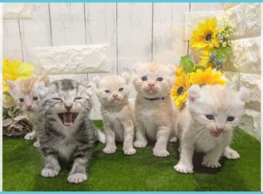 Coo&RIKU　No.00740131 アメリカンカール