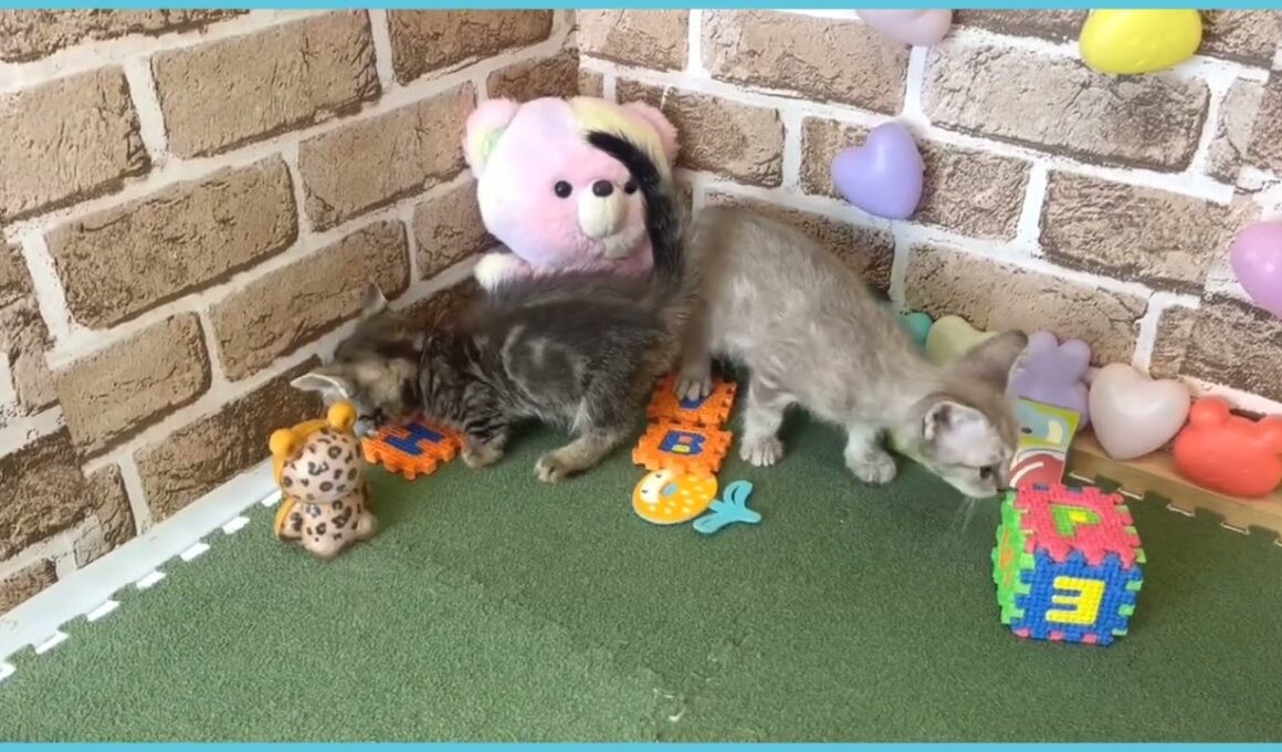 740955 スクーカム