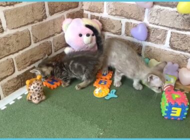 740955 スクーカム