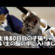 【生後80日目】子猫ちゃんが飼い主の服の中に入って来ました