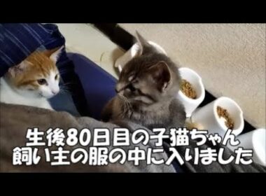 【生後80日目】子猫ちゃんが飼い主の服の中に入って来ました
