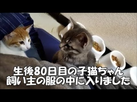 【生後80日目】子猫ちゃんが飼い主の服の中に入って来ました