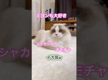 兄から奪ったオモチャで、遊ぶミヨンちゃん😂#ラグドール #猫のいる暮らし #猫好きさんと繋がりたい #いっぺいdialy