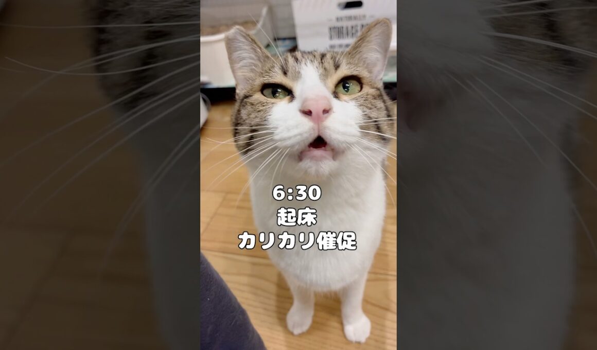 【保護猫】朝から甘えてくる猫