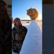 😺 🐈 Rare LaPerm Cat goes crazy for Soldier! #cat