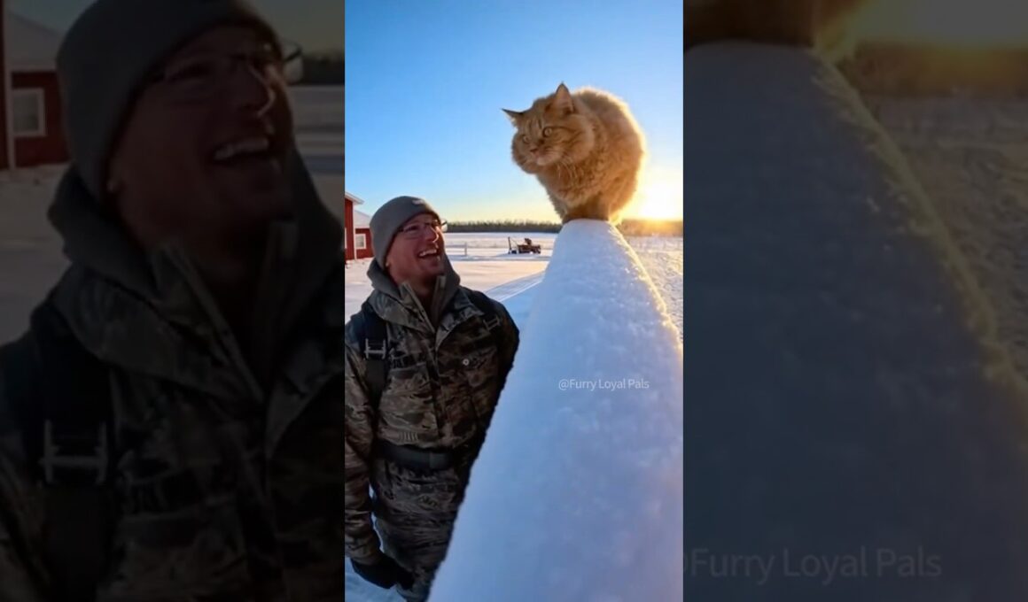 😺 🐈 Rare LaPerm Cat goes crazy for Soldier! #cat