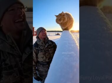 😺 🐈 Rare LaPerm Cat goes crazy for Soldier! #cat