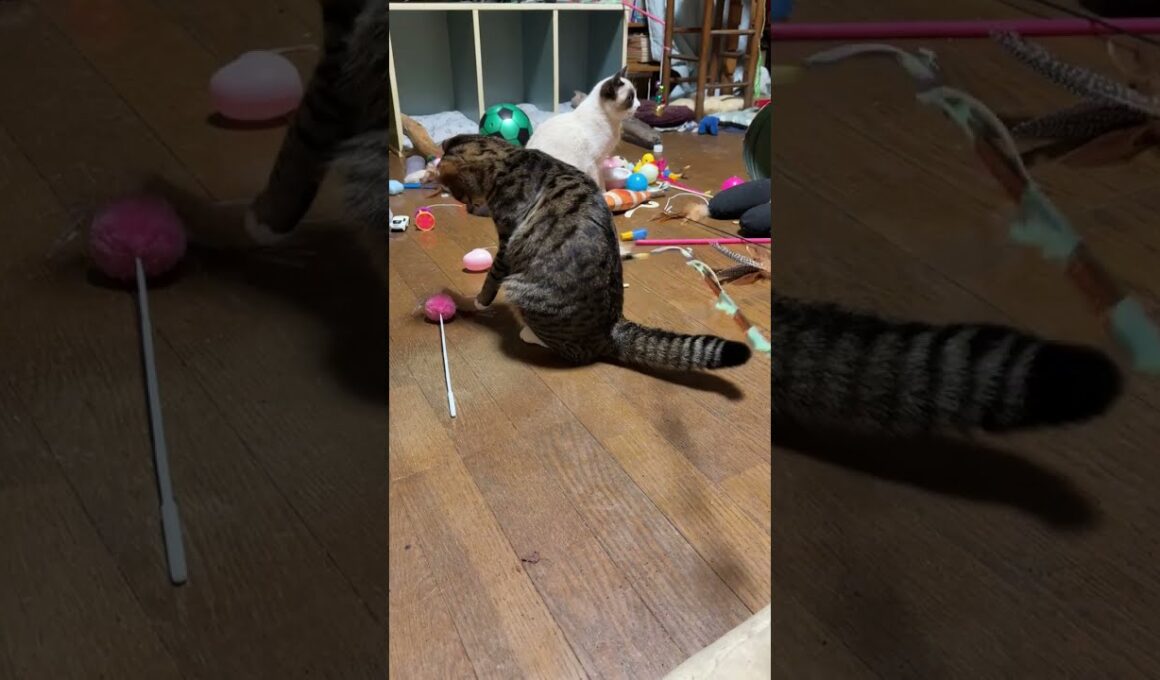 シャムの子ねこパンダに、ジョイントしたネコジャラシ。やる気がなさそうだったので、キジシロのルルが来て、代わりに、じゃれてくれた