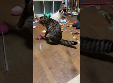 シャムの子ねこパンダに、ジョイントしたネコジャラシ。やる気がなさそうだったので、キジシロのルルが来て、代わりに、じゃれてくれた