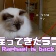 バーマン猫ラフ【戻ってきたラフ】Raphael is back（バーマン猫）Birman/Cat