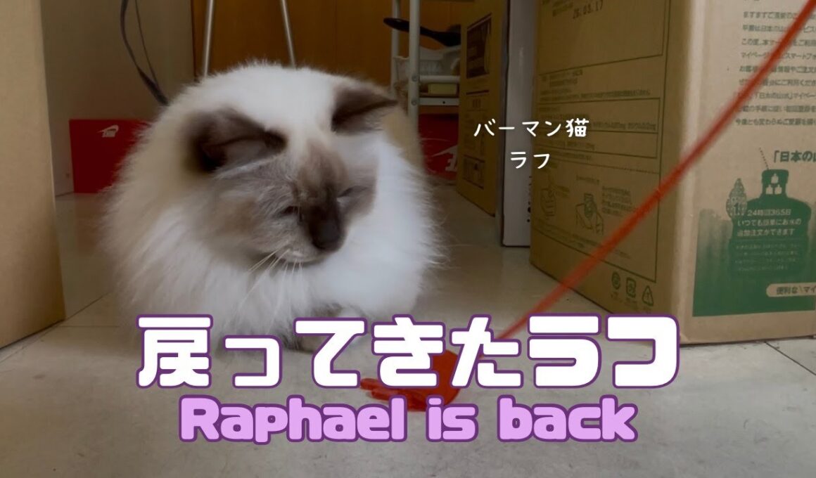 バーマン猫ラフ【戻ってきたラフ】Raphael is back（バーマン猫）Birman/Cat