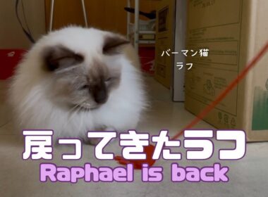 バーマン猫ラフ【戻ってきたラフ】Raphael is back（バーマン猫）Birman/Cat