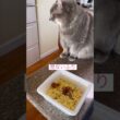 焼きそばだ #ねこ動画 #アメリカンカール