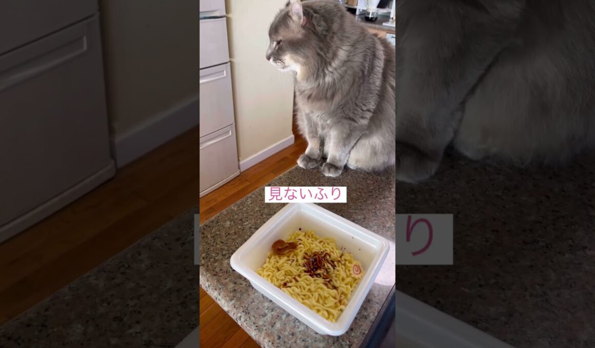 焼きそばだ #ねこ動画 #アメリカンカール