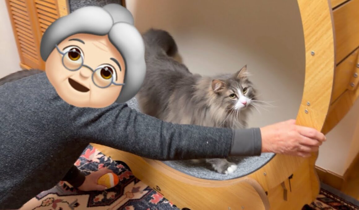 【カワイイ❤︎】ばあばと一緒に運動しよ〜！！！！！ノルウェージャンフォレストキャットとターキッシュアンゴラ