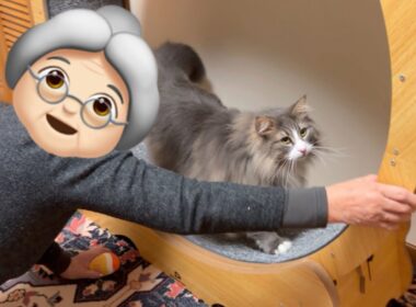 【カワイイ❤︎】ばあばと一緒に運動しよ〜！！！！！ノルウェージャンフォレストキャットとターキッシュアンゴラ