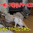 沖縄からママ猫と子猫5匹を纏めて空輸して来ました