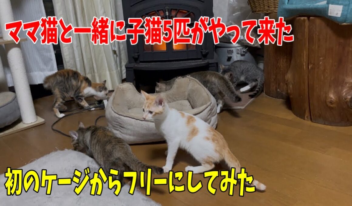 沖縄からママ猫と子猫5匹を纏めて空輸して来ました