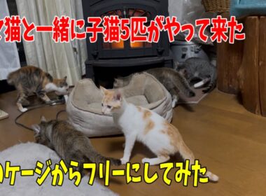 沖縄からママ猫と子猫5匹を纏めて空輸して来ました