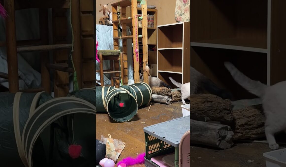 シャムの子ネコ雫、パンダ「やっぱ、三毛猫ミックスの運動神経は、すごいです」