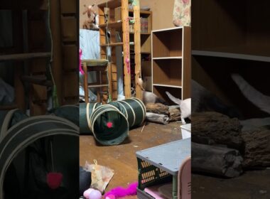 シャムの子ネコ雫、パンダ「やっぱ、三毛猫ミックスの運動神経は、すごいです」