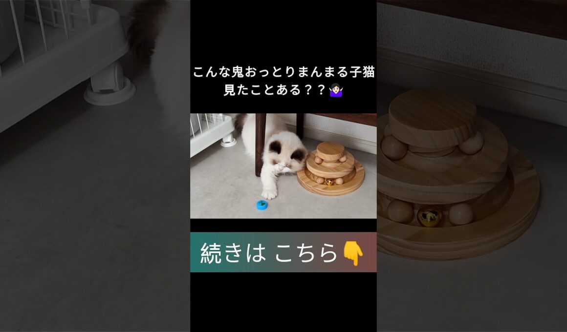 #shorts #ラグドール #子猫 #甘えん坊猫 #ぬいぐるみ猫 #ragdollcat
