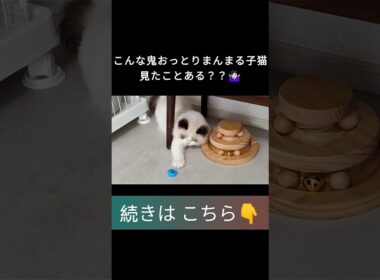 #shorts #ラグドール #子猫 #甘えん坊猫 #ぬいぐるみ猫 #ragdollcat