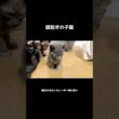 朝は弱い子猫 #保護猫 #子猫 #cat #赤ちゃん猫 #ネコ #療養中