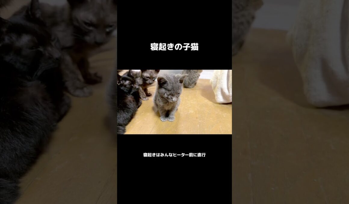 朝は弱い子猫 #保護猫 #子猫 #cat #赤ちゃん猫 #ネコ #療養中