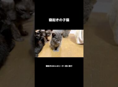 朝は弱い子猫 #保護猫 #子猫 #cat #赤ちゃん猫 #ネコ #療養中