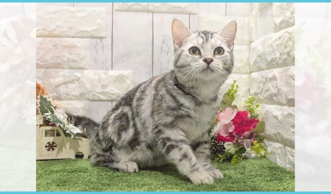 ペットショップcoo&riku No.00741154 アメリカンショートヘアー